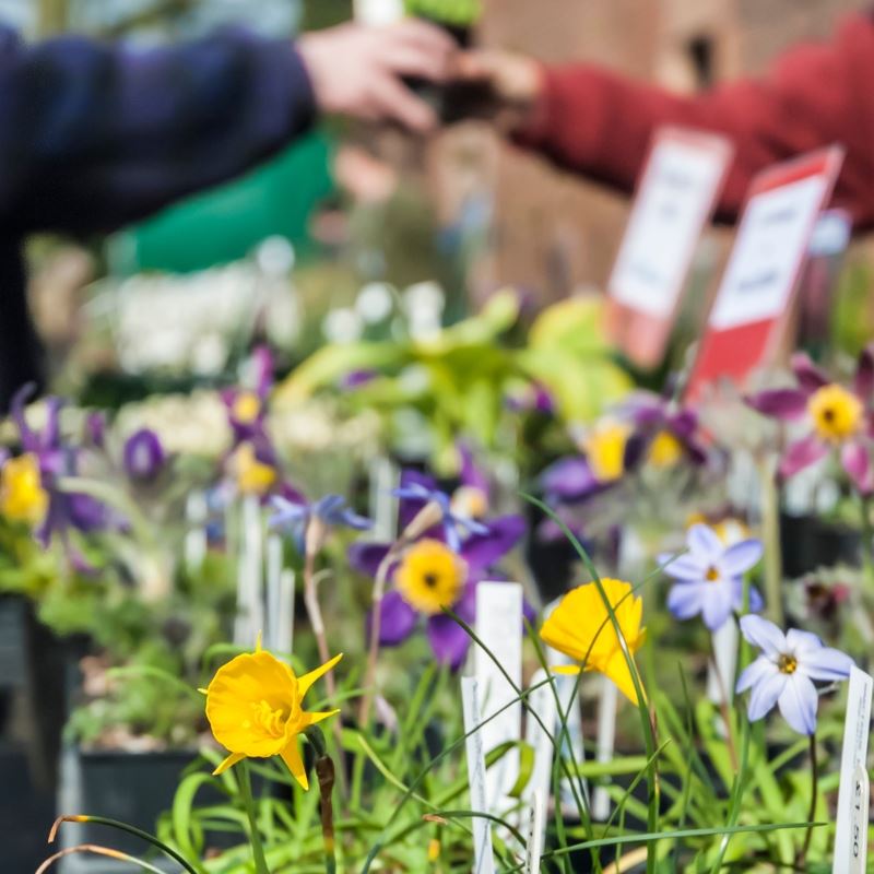 Close up of flowers with Someone handing over flowers to someone else in background